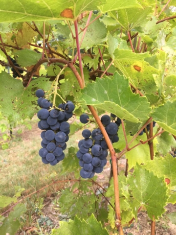 Grapes - WillowsAwake Winery