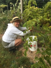 Grape Picking - WillowsAwake Winery