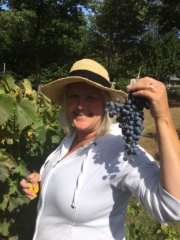 Grape Picking - WillowsAwake Winery