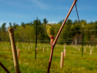 Buds on the 2017 vines