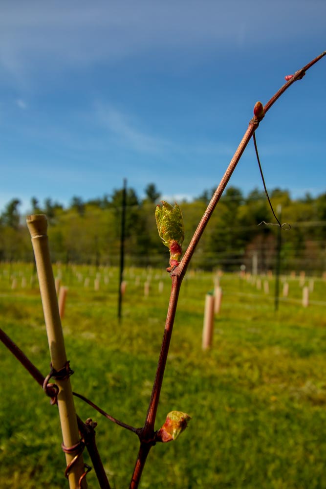 Buds on the 2017 vines